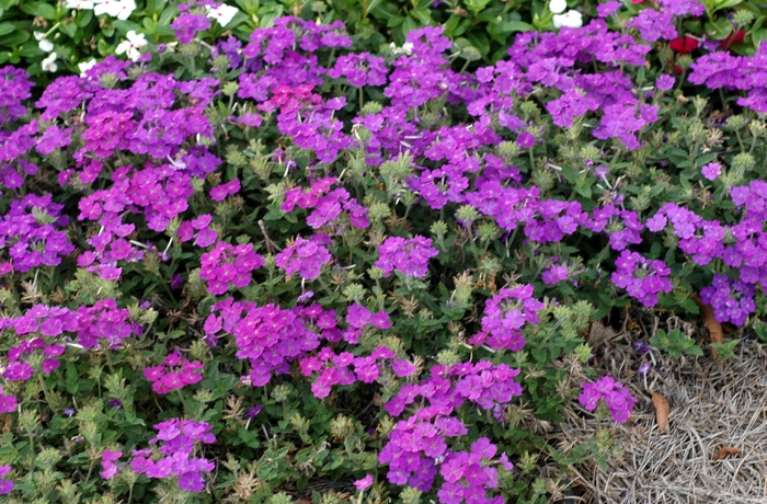 Verbena - Verbena hybrida 'Lanai® Blue' Verbena - Verbena hybrida 'Lanai® Blue'