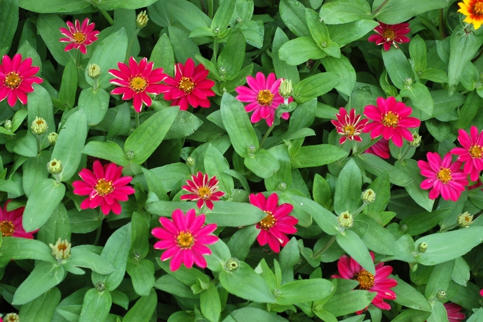 Zinnia - Zinnia hybrid 'Profusion Cherry' Zinnia - Zinnia hybrid 'Profusion Cherry'