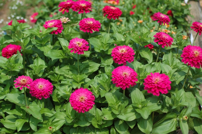 Zinnia - Zinnia elegans 'Uproar Rose'