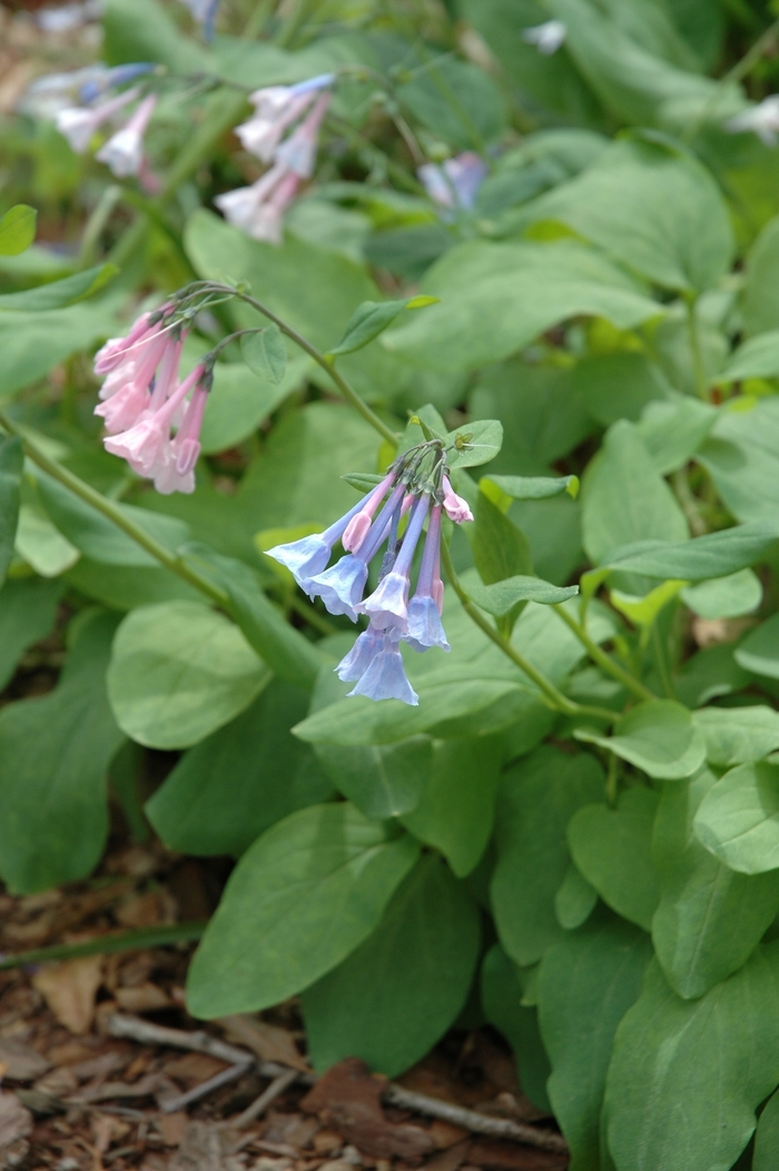 Virginia bluebell - Mertensia virginica Virginia bluebell - Mertensia virginica