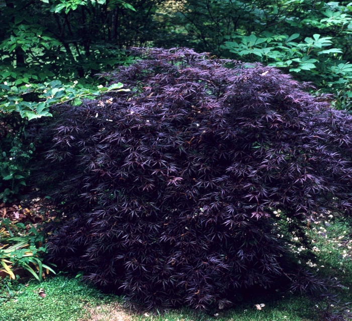 Japanese Maple - Acer palmatum 'Crimson Queen' Japanese Maple - Acer palmatum 'Crimson Queen'
