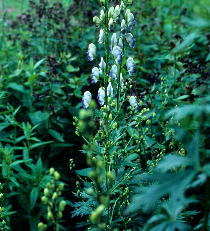 Monkshood - Aconitum x cammarum 'Bicolor'