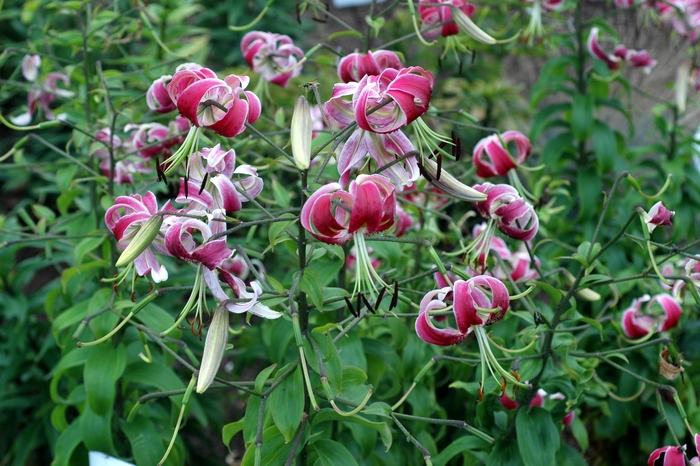 Oriental Lily - Lilium hybrid 'Black Beauty'
