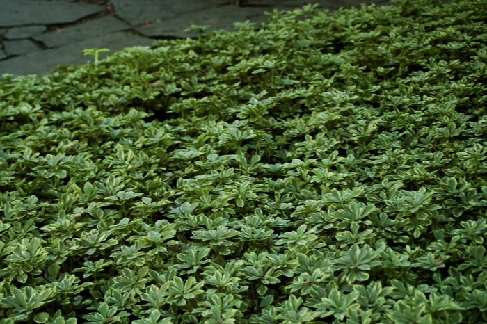 Japanese Spurge - Pachysandra terminalis 'Variegata' Japanese Spurge - Pachysandra terminalis 'Variegata'