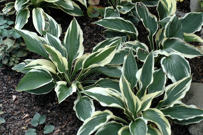 Plantain Lily - Hosta 'Patriot'