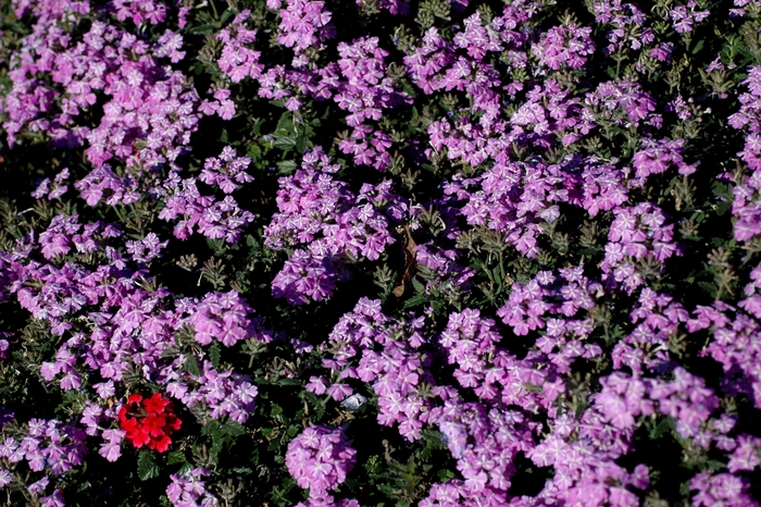 Verbena - Verbena hybrida 'Lanai® Lavender Star' Verbena - Verbena hybrida 'Lanai® Lavender Star'