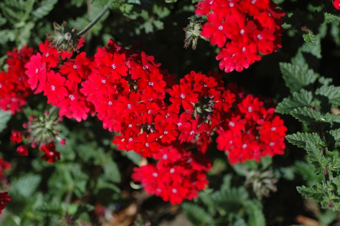 Verbena - Verbena hybrida 'Lanai® Red' Verbena - Verbena hybrida 'Lanai® Red'