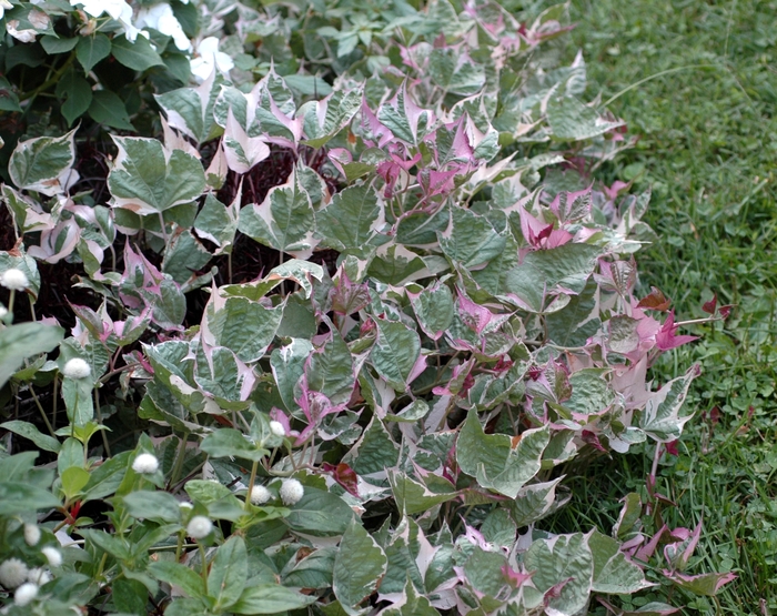 Ornamental Sweet Potato - Ipomoea batatas 'Tricolor'