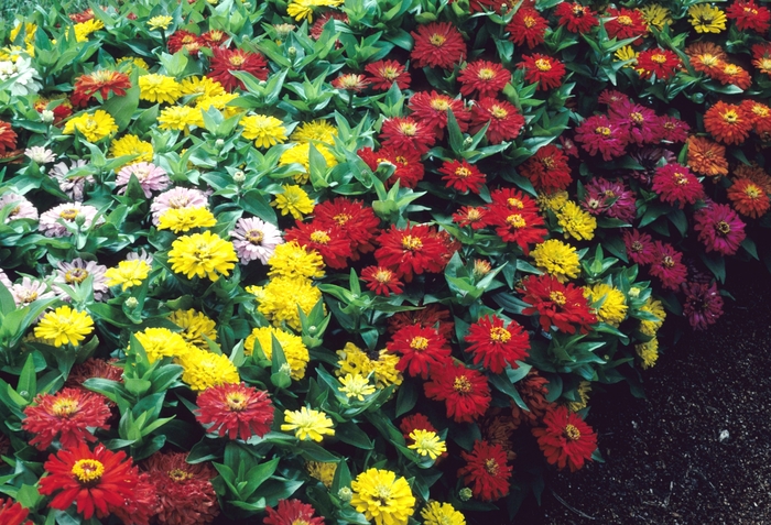 Zinnia - Zinnia elegans 'Dreamland ™ Mix'