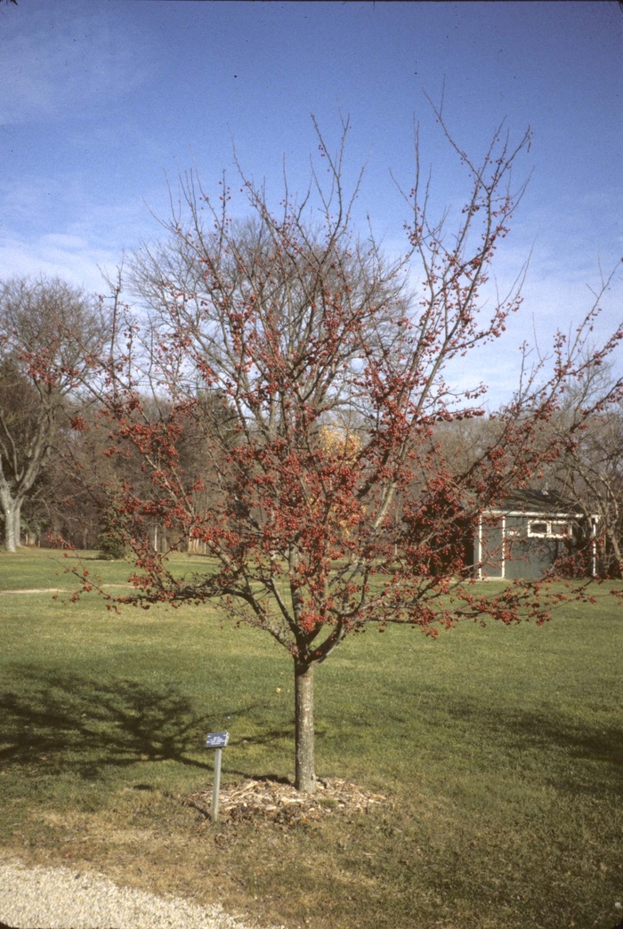 Sugar Tyme™ - Malus hybrid Sugar Tyme™ - Malus hybrid