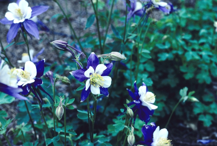 Aquilegia X Hybrida Songbird Blue Jay Columbine Ebert S Greenhouse Aquilegia X Hybrida Songbird Blue Jay Columbine Ebert S Greenhouse