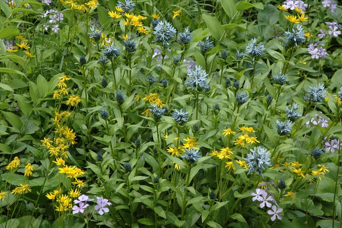 Solomon's Seal - Polygonatum biflorum