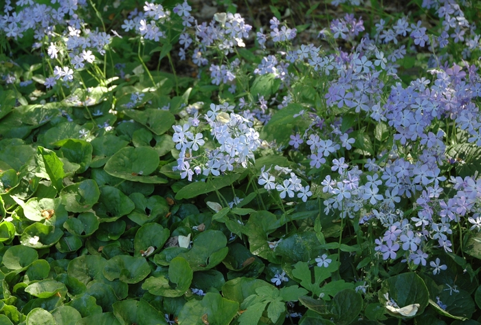 Woodland Phlox - Phlox divaricata