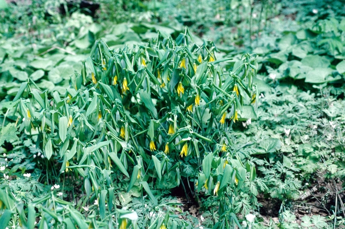 Large-flowered Bellwort - Uvularia grandiflora