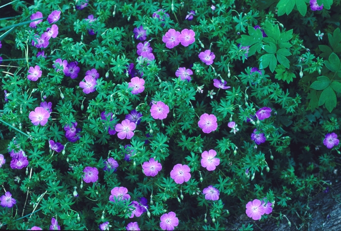 Cranesbill - Geranium sanguineum Cranesbill - Geranium sanguineum