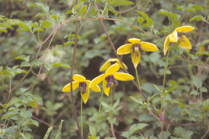 Clematis - Clematis tangutica