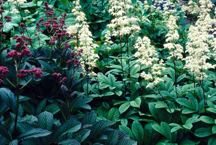 Rodgers Flower - Rodgersia pinnata 'Superba'