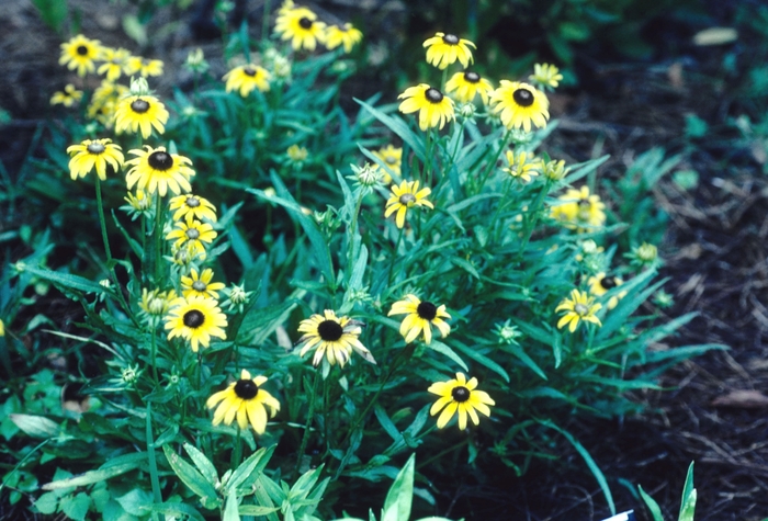 Black-eyed Susan - Rudbeckia fulgida var. speciosa 'Viette's Little Suzy' 