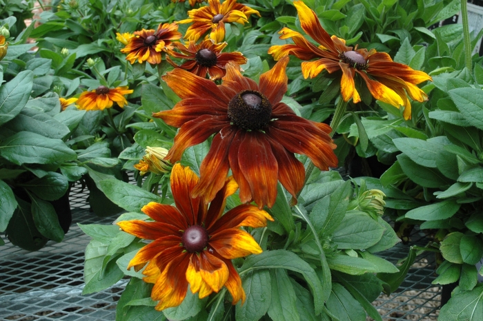 Rudbeckia - Rudbeckia hirta 'Autumn Colors' Rudbeckia - Rudbeckia hirta 'Autumn Colors'