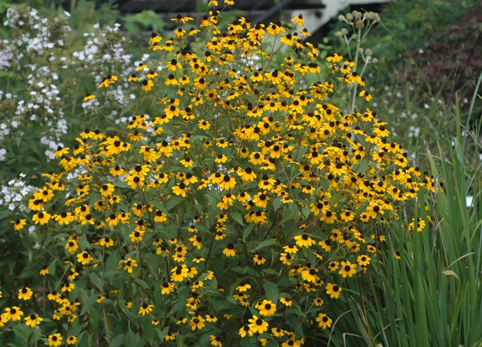 Black-Eyed Susan - Rudbeckia triloba Black-Eyed Susan - Rudbeckia triloba