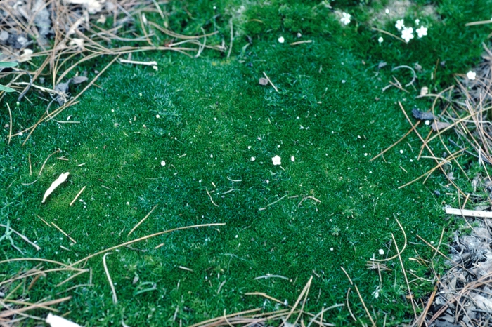 Pearlwort - Sagina subulata Pearlwort - Sagina subulata