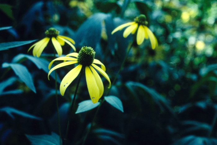 Coneflower - Ratibida pinnata Coneflower - Ratibida pinnata