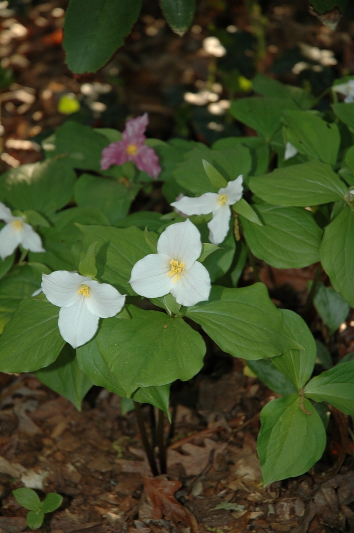 Trillium, Large-flowered - Trillium grandiflorum Trillium, Large-flowered - Trillium grandiflorum