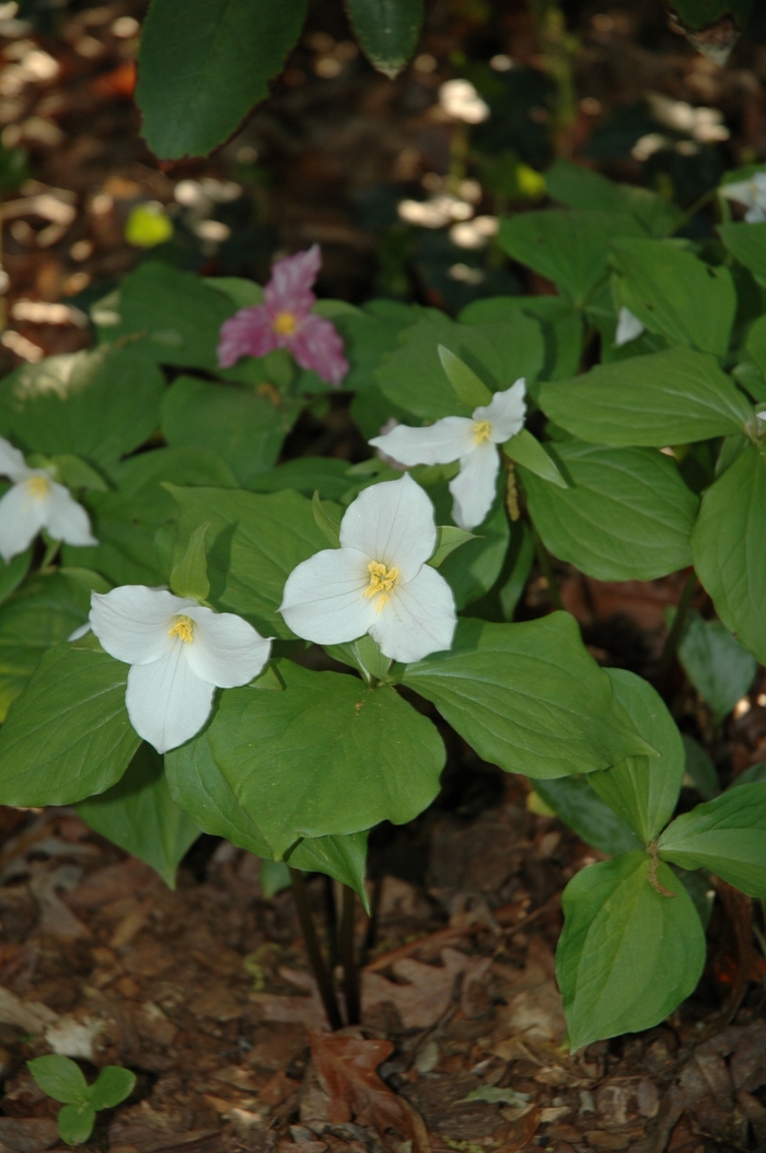 Trillium, Large-flowered - Trillium grandiflorum