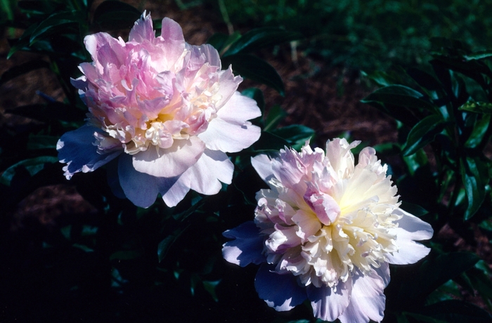 Garden Peony - Paeonia 'Raspberry Sundae'