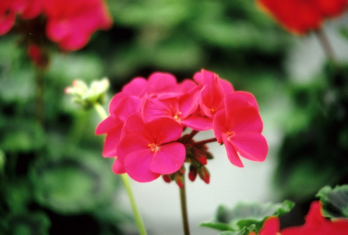Geranium, Zonal - Pelargonium x hortorum 'Sunrise Violet' Geranium, Zonal - Pelargonium x hortorum 'Sunrise Violet'