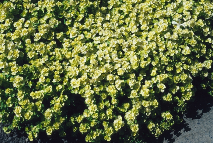 Oregano - Origanum vulgare 'Aureum' Oregano - Origanum vulgare 'Aureum'