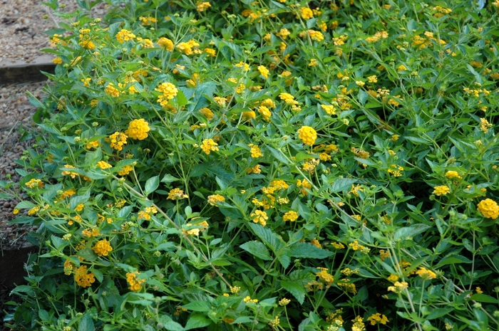 Lantana - Lantana camara 'New Gold' Lantana - Lantana camara 'New Gold'