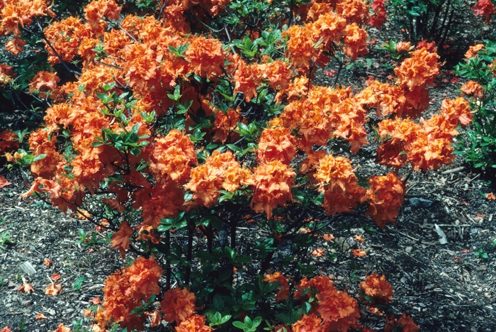 'Gibraltar' Azalea - Rhododendron hybrid 'Gibraltar' 'Gibraltar' Azalea - Rhododendron hybrid 'Gibraltar'
