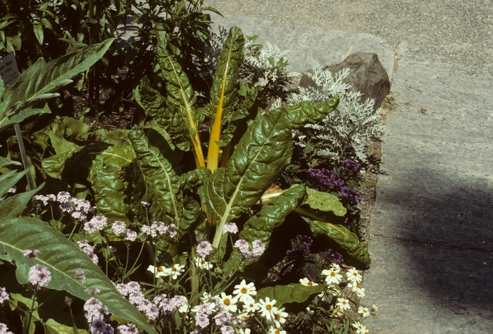 Swiss Chard - Beta vulgaris var. flavescens 'Bright Lights'