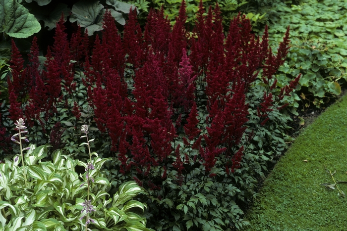 False Spirea - Astilbe japonica 'Montgomery' False Spirea - Astilbe japonica 'Montgomery'
