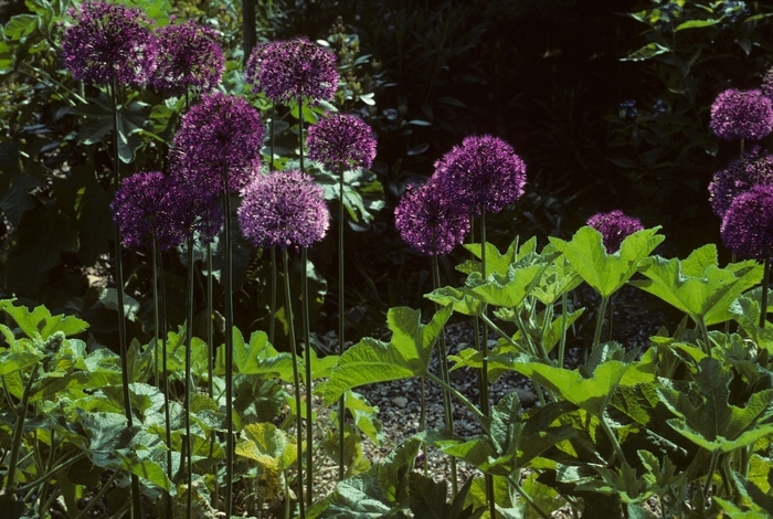 Ornamental Onion - Allium aflatunense 'Purple Sensation' Ornamental Onion - Allium aflatunense 'Purple Sensation'