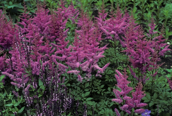 False Spirea - Astilbe x arendsii 'Amethyst' False Spirea - Astilbe x arendsii 'Amethyst'