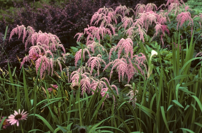 False Spirea - Astilbe x thunbergii 'Ostrich Plume(Straussenfeder)'