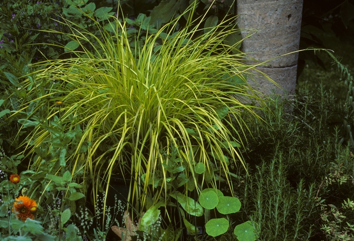 Golden Sedge - Carex elata 'Bowle's Golden' Golden Sedge - Carex elata 'Bowle's Golden'