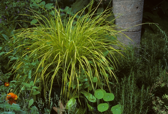 Golden Sedge - Carex elata 'Bowle's Golden'