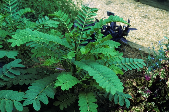 Cassia (Popcorn Bush) - Cassia didymobotrya