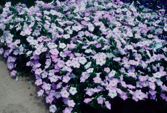 Petunia - Petunia hybrida 'Misty Lilac Wave' Petunia - Petunia hybrida 'Misty Lilac Wave'