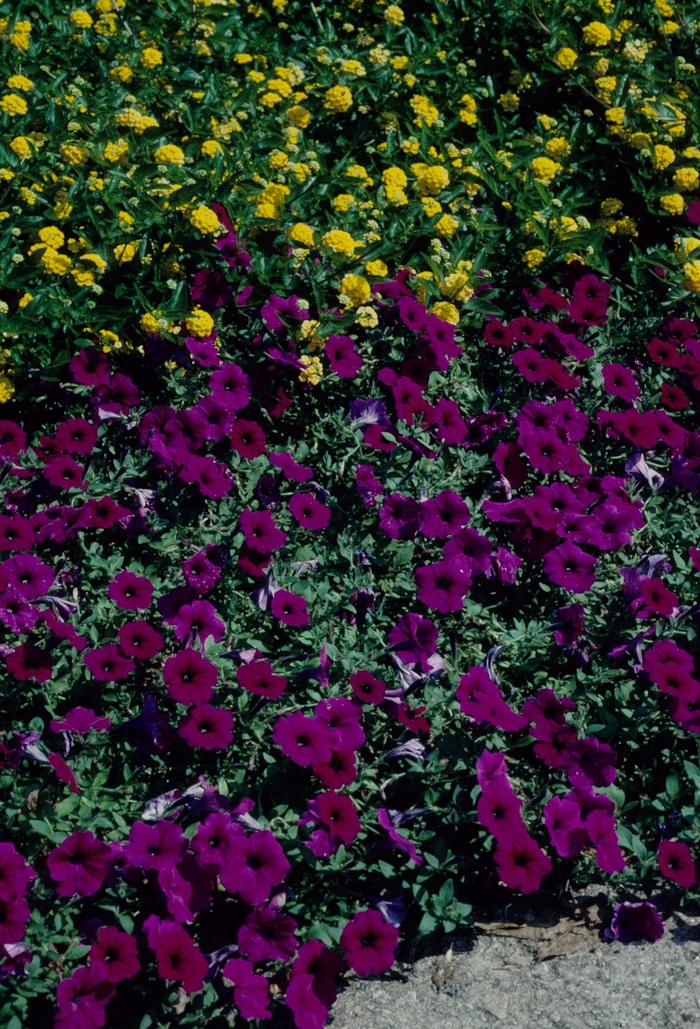 Petunia - Petunia hybrida 'Purple Wave'