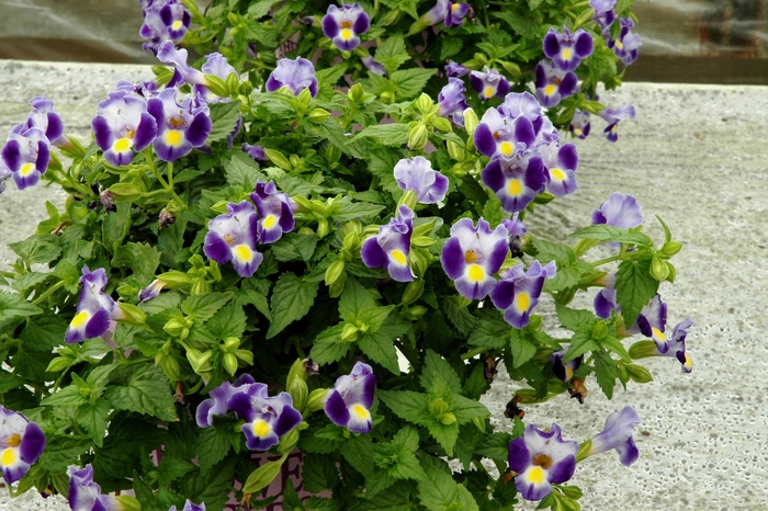 'Indigo Moon' Wishbone Plant - Torenia fournieri 'Indigo Moon' Wishbone Plant - Torenia fournieri