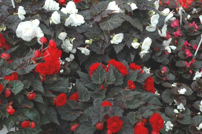 Begonia, Nonstop® - Begonia tuberosa 'Nonstop® Mocca Scarlet' Begonia, Nonstop® - Begonia tuberosa 'Nonstop® Mocca Scarlet'