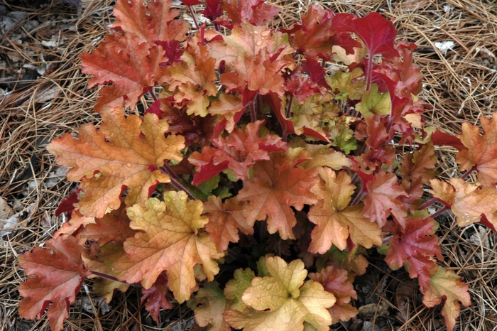 Coral Bells - Heuchera 'Marmalade'