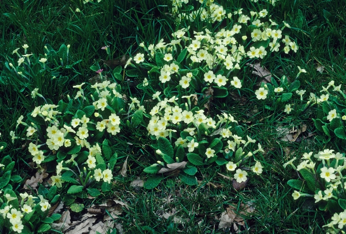 Primrose - Primula vulgaris