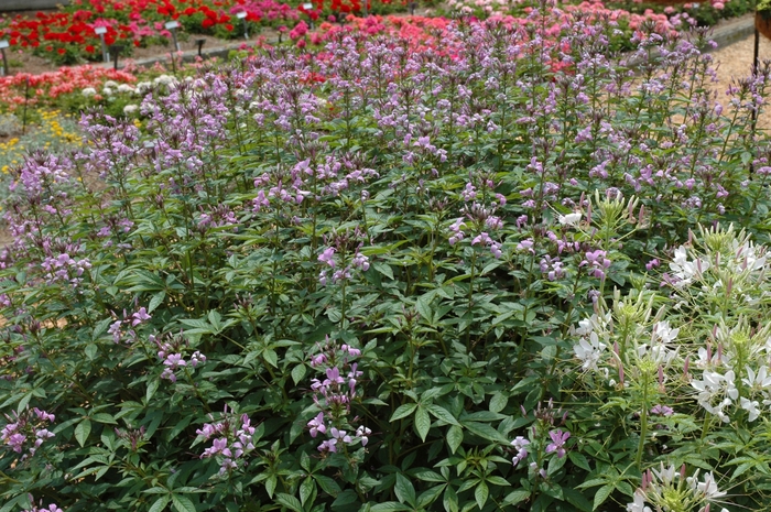 Senorita Rosalita® - Cleome 'Senorita Rosalita'