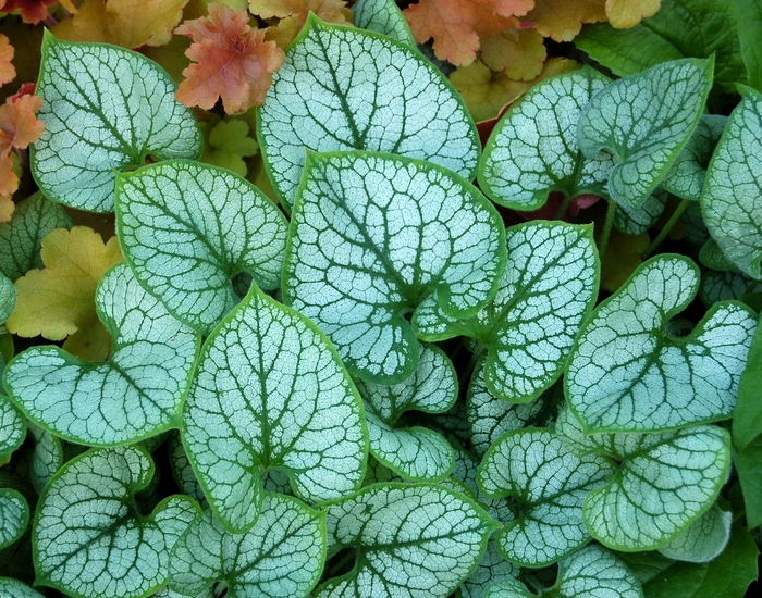 Siberian Bugloss - Brunnera macrophylla 'Jack Frost' Siberian Bugloss - Brunnera macrophylla 'Jack Frost'