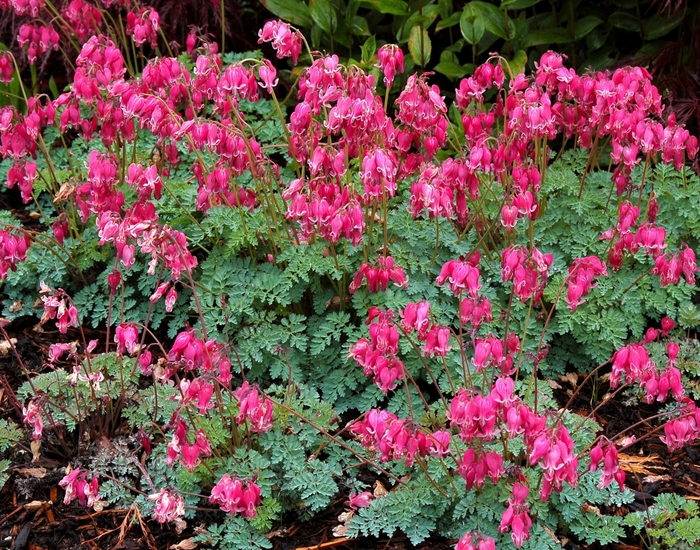 Bleeding Heart - Dicentra 'King of Hearts' Bleeding Heart - Dicentra 'King of Hearts'